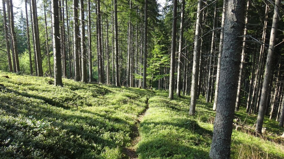 Hiking route Hike from Etmißl to Floning - Touren-Impression #2.3 | © Marktgemeinde Thörl