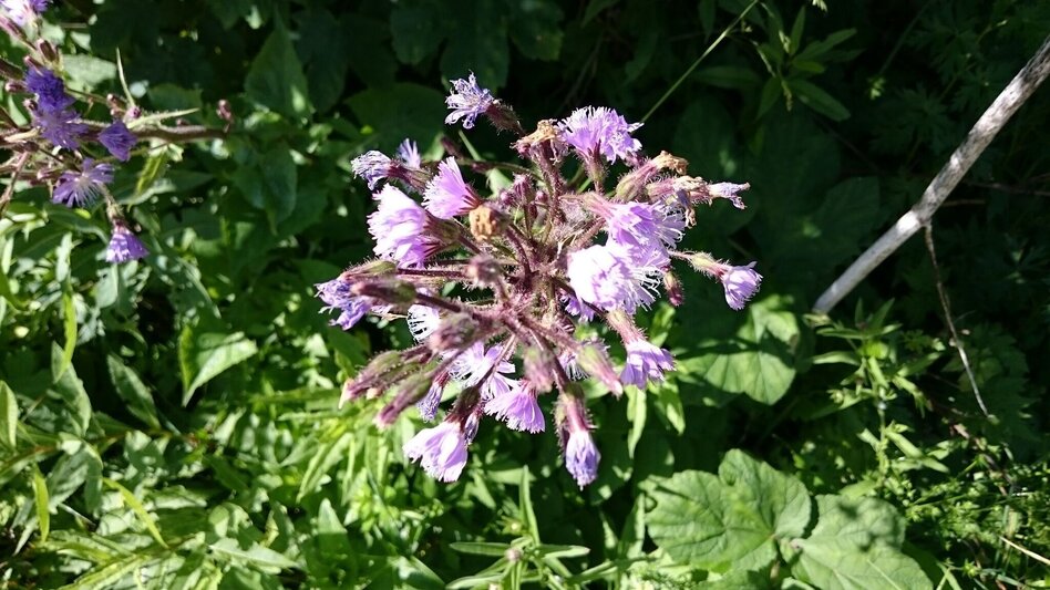 Hiking route High Student - Summit Tour - Touren-Impression #2.5 | © TV Hochsteiermark