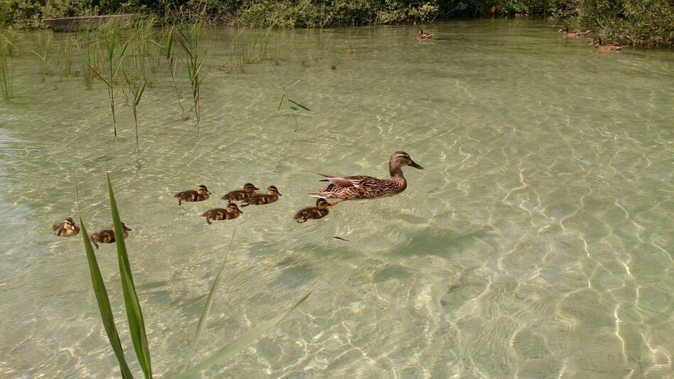 Hiking route Power place lake Erlaufsee - Touren-Impression #2.7 | © TV Hochsteiermark