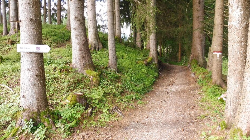 Jogging Bad Mitterndorf-Heilbrunn-Salza - Touren-Impression #2.3 | © Ausseerland