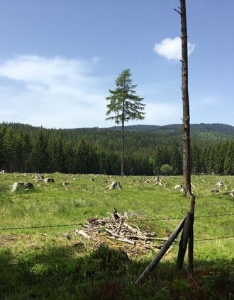 Hochmoorweg Richtung Schirchleralm | Katharina Reinisch | © TV Südsteiermark