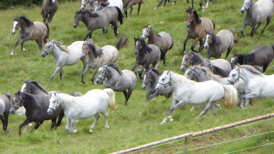 Wanderung Lipizzaner Gleinalm Erlebnis - Touren-Impression #2.1 | © Region Graz