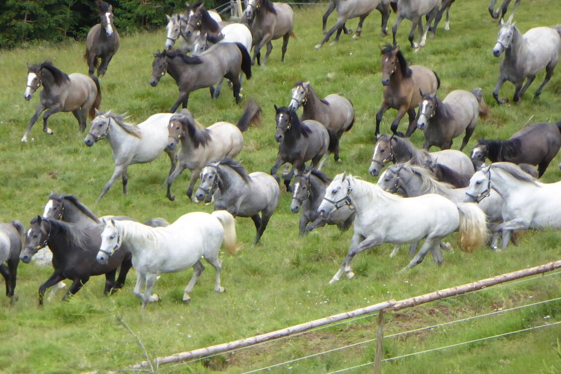 Wanderung Lipizzaner Gleinalm Erlebnis - Touren-Impression #1 | © Region Graz