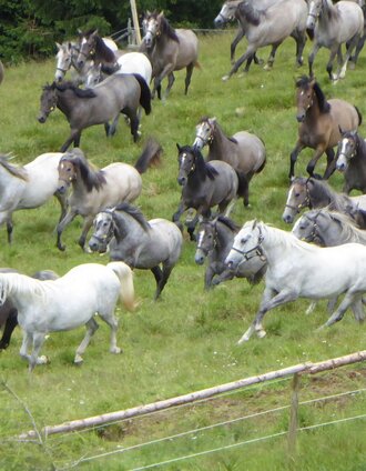 Lipizzanerherde | Meike Brucher | © Region Graz