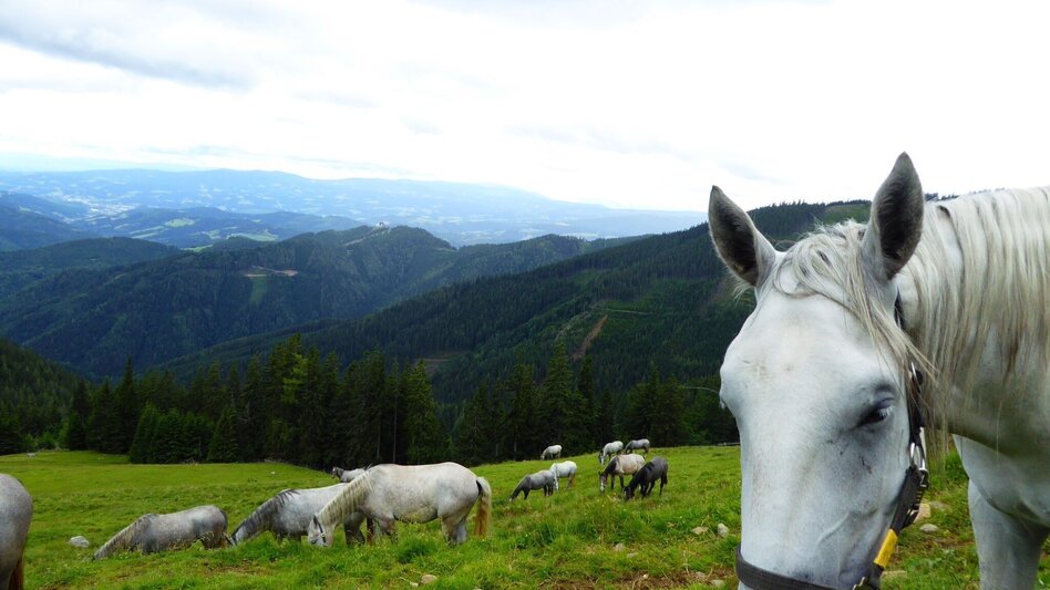 Wanderung Lipizzaner Gleinalm Erlebnis - Touren-Impression #2.3 | © Region Graz