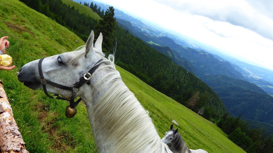 Wanderung Lipizzaner Gleinalm Erlebnis - Touren-Impression #2.7 | © Region Graz