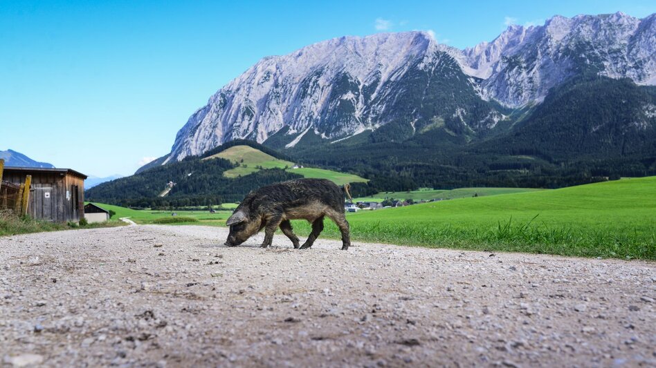 Hiking route Stroller tour in the district of Krungl - Touren-Impression #2.2 | © TVB Ausseerland Salzkammergut_Jacqueline Korber