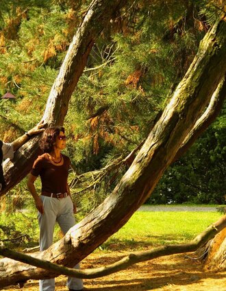 Mammutbaum | Werner Krug | © Thermen- & Vulkanland