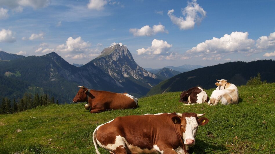Wanderung Neuburgalmwanderung - Touren-Impression #2.1 | © Tourismusverband ERZBERG LEOBEN
