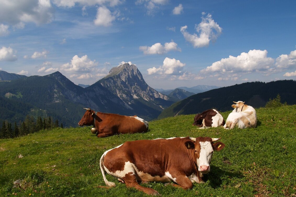 Wanderung Neuburgalmwanderung - Touren-Impression #1 | © Tourismusverband ERZBERG LEOBEN