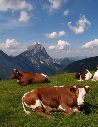 Neuburgalm in Radmer | Ludwig Gottsbacher | © Tourismusverband ERZBERG LEOBEN