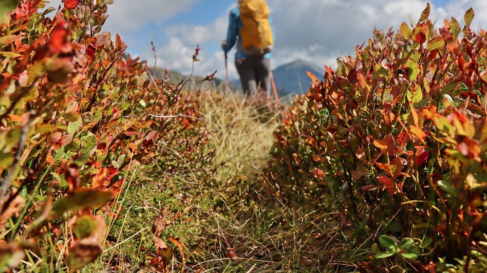 Hiking route Wildfeld - Stadlstein - Touren-Impression #2.2 | © WEGES OG