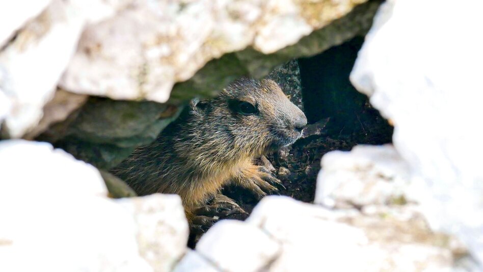 Hiking route Wildfeld - Stadlstein - Touren-Impression #2.6 | © Steiermark Tourismus