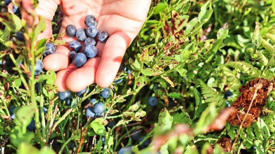 Hiking route Wildfeld - Stadlstein - Touren-Impression #2.7 | © WEGES OG