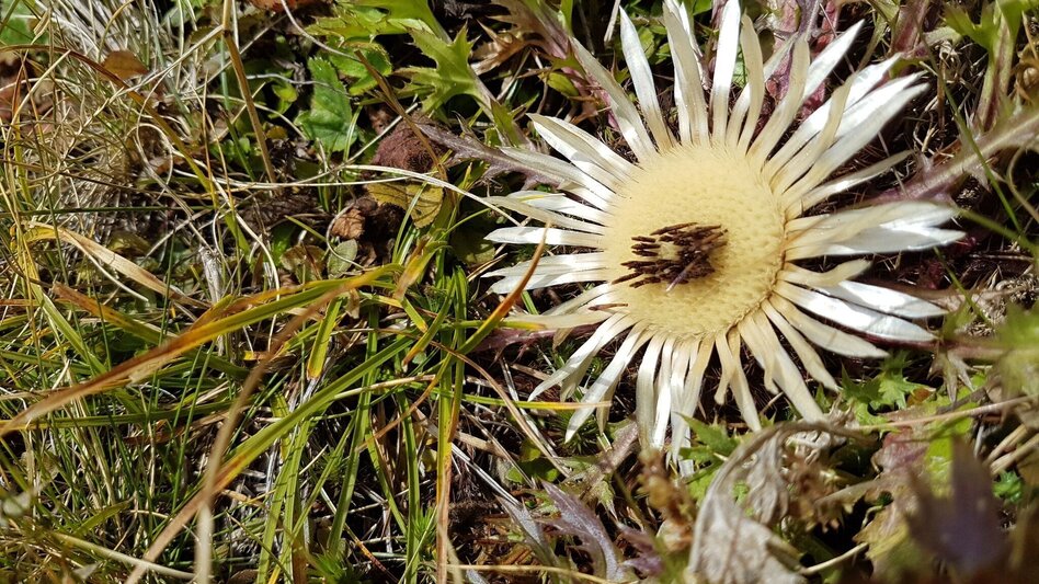 Hiking route 3-Summit-tour Eisenerz - Touren-Impression #2.5 | © Tourismusverband ERZBERG LEOBEN