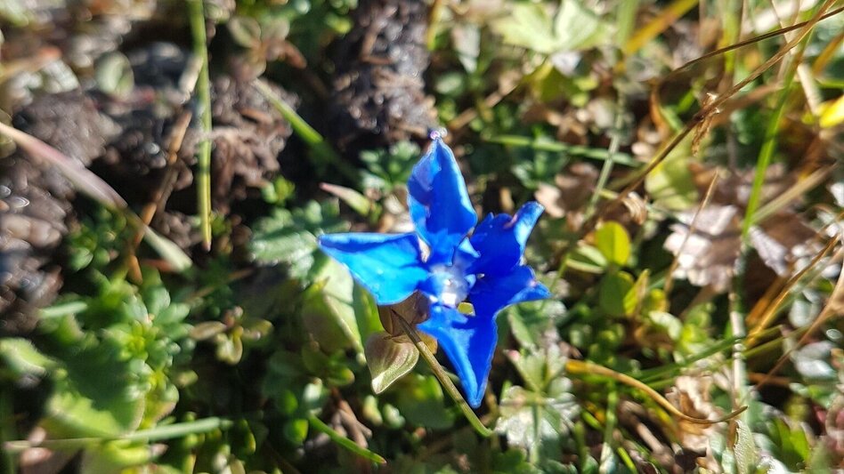 Hiking route 3-Summit-tour Eisenerz - Touren-Impression #2.6 | © Tourismusverband ERZBERG LEOBEN