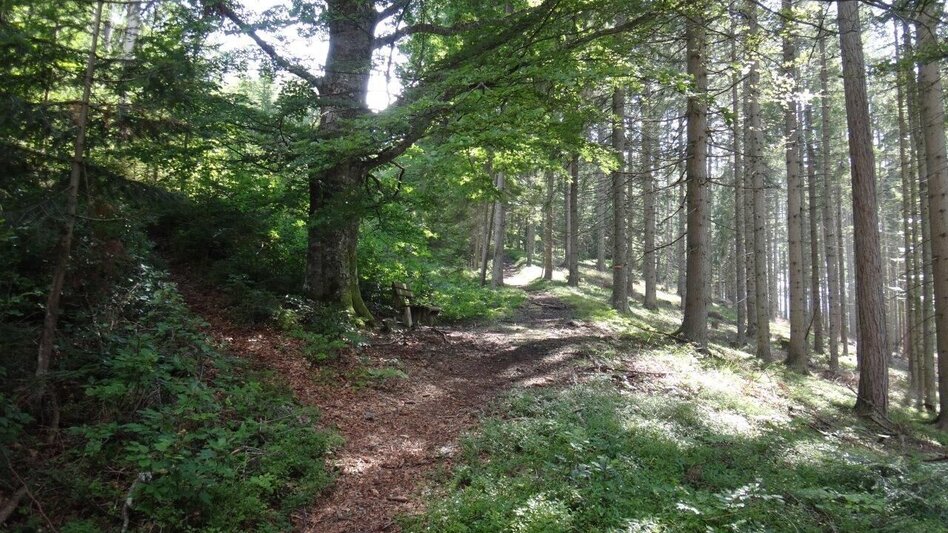 Hiking route From Etmißl to the Federleben - Touren-Impression #2.2 | © Marktgemeinde Thörl