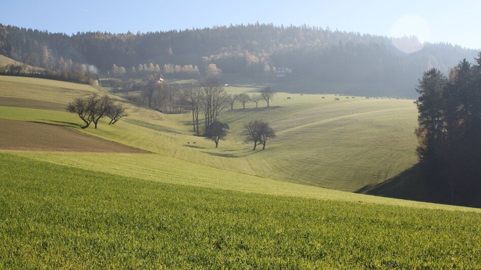 Wanderung Pöllauberg-Runde über Hotel Muhr und Pöllau, Pöllauberg - Touren-Impression #2.2 | © Oststeiermark Tourismus