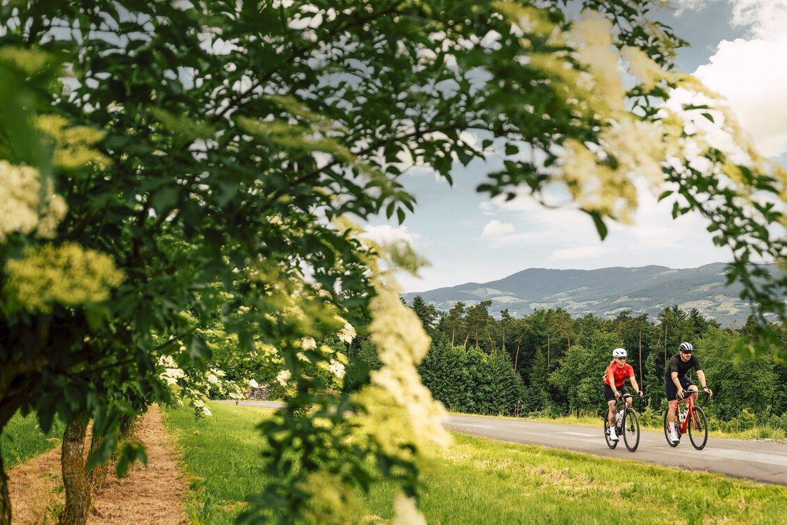 Road Cycling Apfelland & Pöllauer Tal Tour - Touren-Impression #1