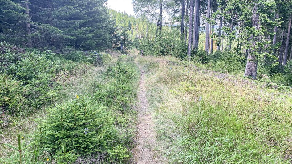 Mountain Biking Dreieckalm - a mountain bike dream tour - Touren-Impression #2.7 | © Südsteiermark