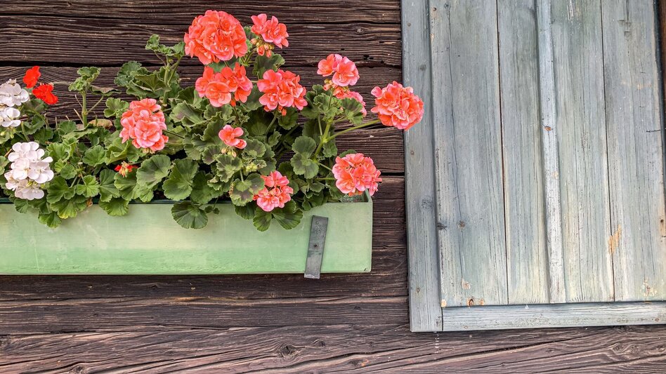 Mountain Biking Dreieckalm - a mountain bike dream tour - Touren-Impression #2.12 | © Südsteiermark