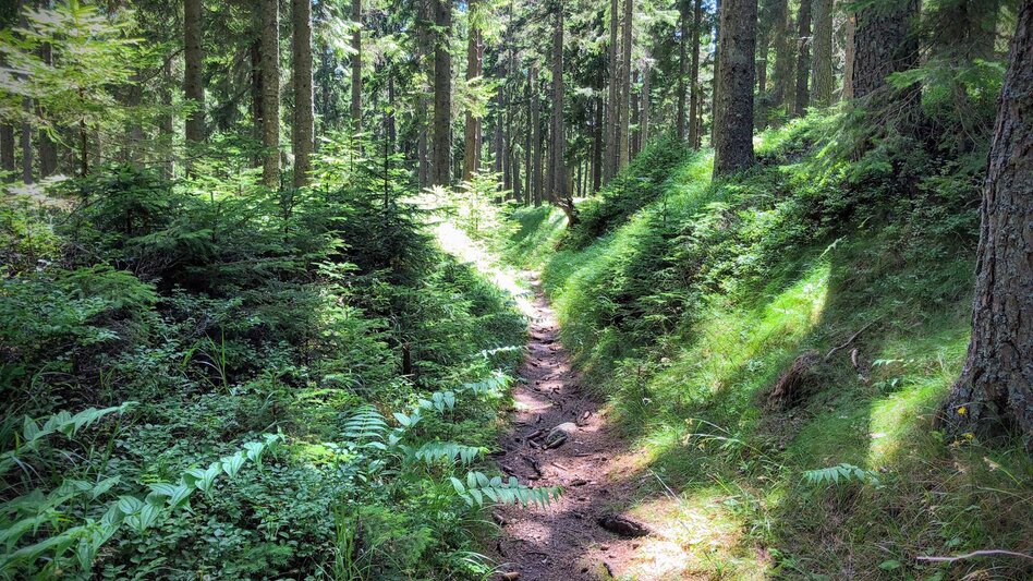 Mountain Biking Dreieckalm - a mountain bike dream tour - Touren-Impression #2.17 | © Südsteiermark