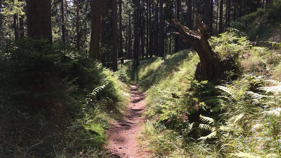 Mountain Biking Dreieckalm - a mountain bike dream tour - Touren-Impression #2.18 | © Südsteiermark