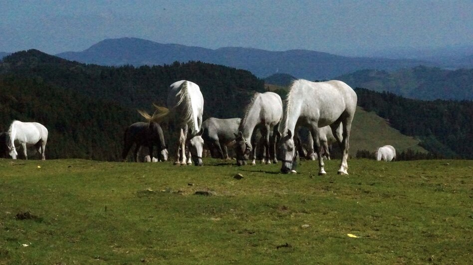 Hiking route Von der Stadt auf den Speik in 2 Tagen - Touren-Impression #2.9 | © Region Graz
