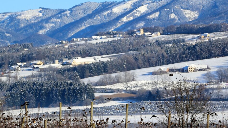 Winter Hiking Winter circuit Breiteggerweg - Touren-Impression #2.2 | © Oststeiermark Tourismus