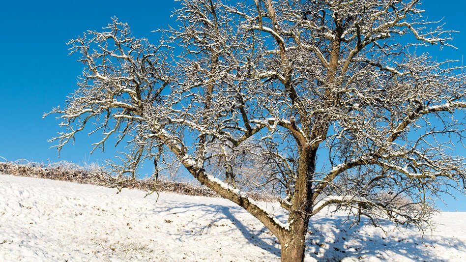Winter Hiking Winter circuit Breiteggerweg - Touren-Impression #2.6 | © Oststeiermark Tourismus