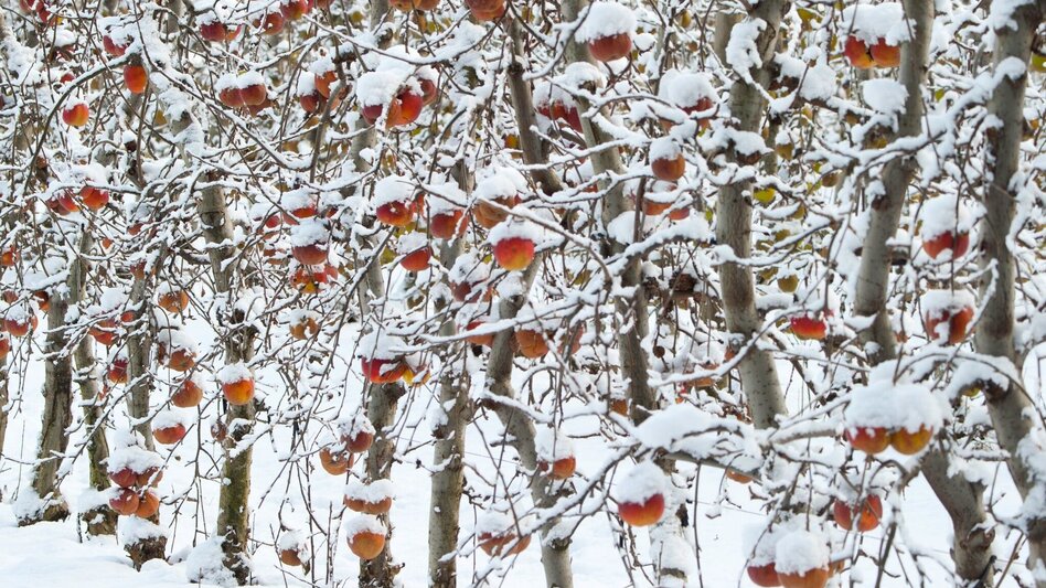 Winter Hiking Winter circuit Breiteggerweg - Touren-Impression #2.7 | © Oststeiermark Tourismus