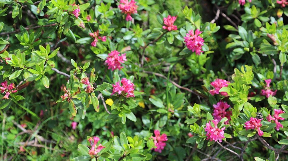 Wanderung Kraftplatzwanderung 2:  Rantensee - Touren-Impression #2.5 | © Tourismusverband Murau