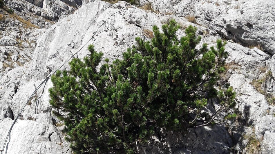 Mountain Hike Tieflimauer via Mühlgraben, Teufelsteig  and Ennstaler Hütte - Touren-Impression #2.9 | © TV Gesäuse