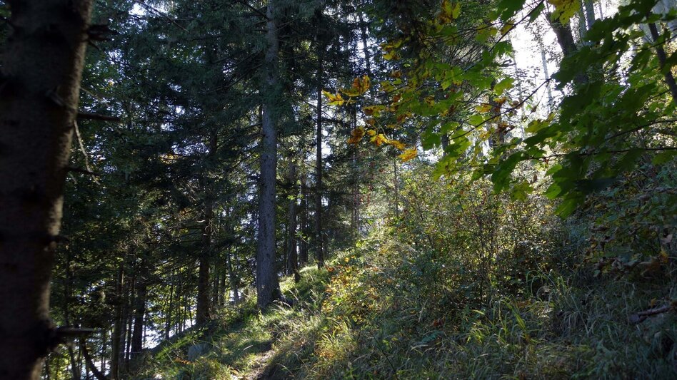 Wanderung Pfaffenkogelsteig - Touren-Impression #2.3 | © Region Graz