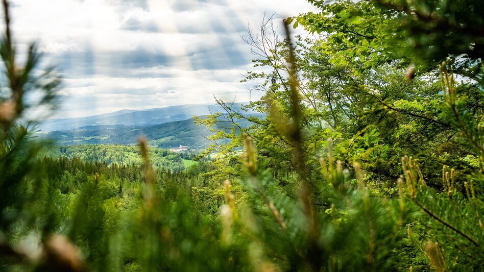 Wanderung Pfaffenkogelsteig - Touren-Impression #2.6 | © Region Graz