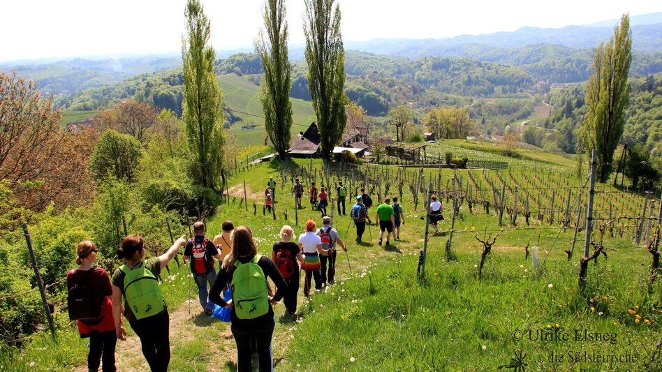 Nordic Walking Nordic Walking Vinotour - Rote Strecke - Touren-Impression #2.1 | © Südsteiermark