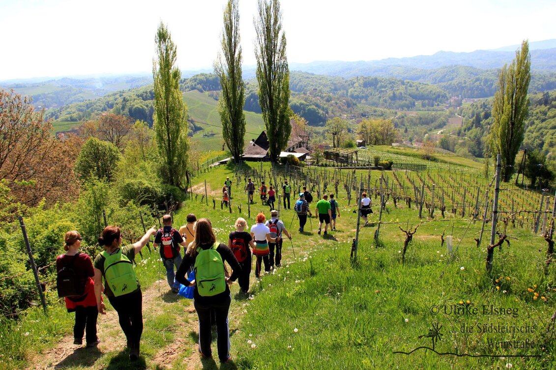 Nordic Walking Nordic Walking Vinotour - Rote Strecke - Touren-Impression #1 | © Südsteiermark