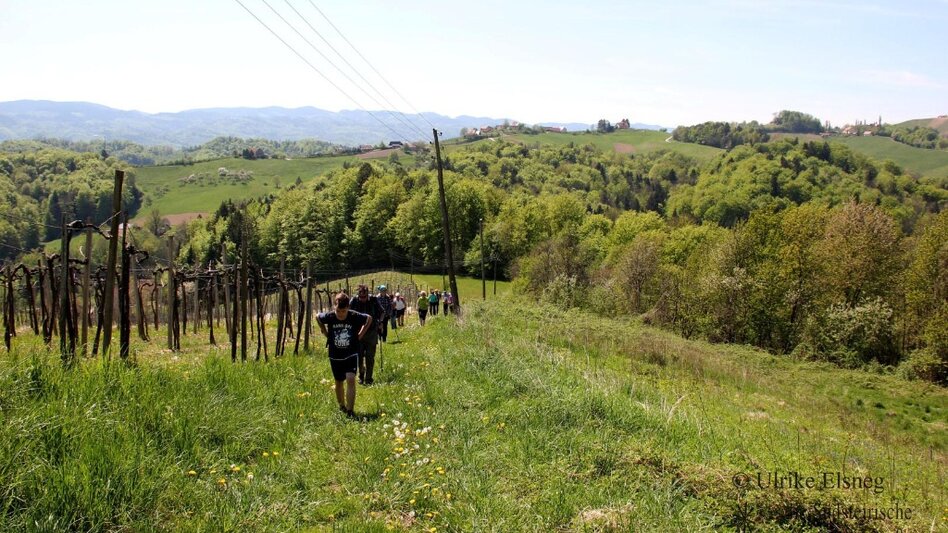 Nordic Walking Nordic Walking Vinotour -  Orange Strecke - Touren-Impression #2.1 | © Südsteiermark