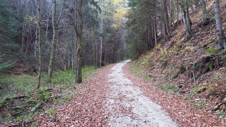 Wanderung Kleiner Buchwaldweg - Touren-Impression #2.4 | © Region Graz