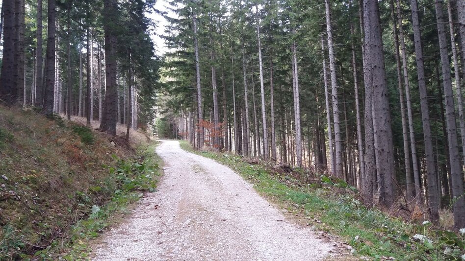Wanderung Kleiner Buchwaldweg - Touren-Impression #2.6 | © Region Graz