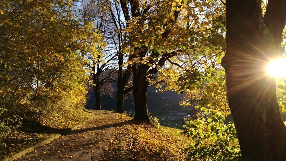 Hiking route Comfortable round hike through the Mariazell countryside - Touren-Impression #2.6 | © TV Hochsteiermark