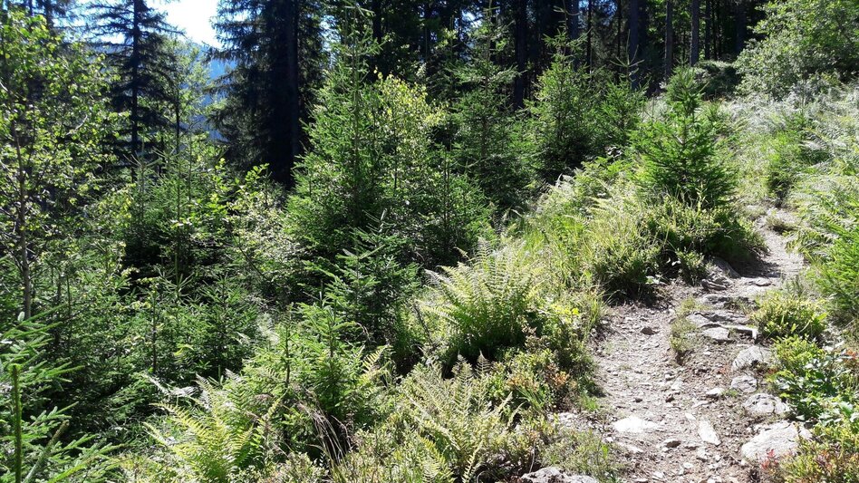 Wanderung Spielkogelrunde Johnsbach - Touren-Impression #2.3 | © TV Gesäuse