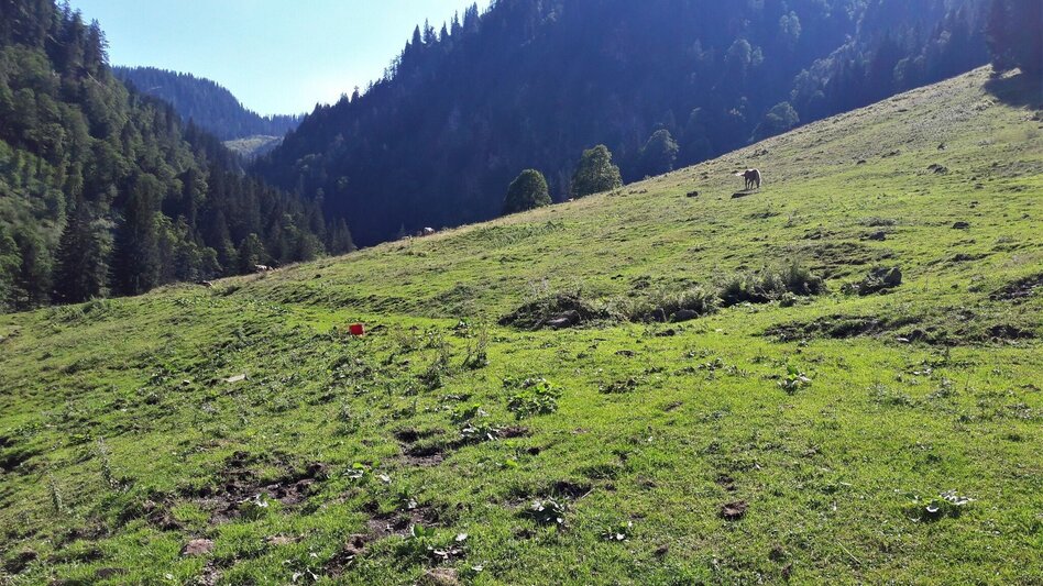 Wanderung Spielkogelrunde Johnsbach - Touren-Impression #2.12 | © TV Gesäuse