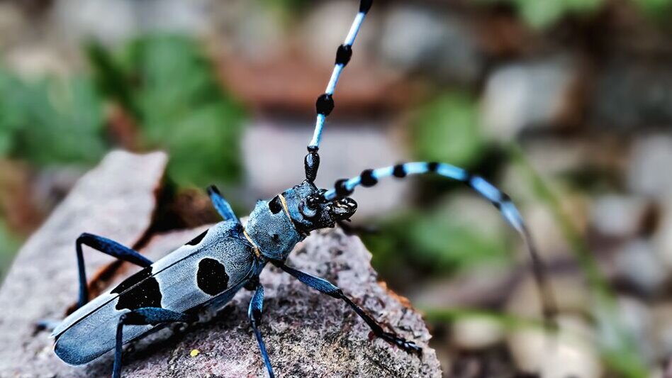 Wanderung Großstübinger Silberbergrunde - Touren-Impression #2.2 | © Region Graz