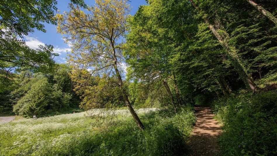 Wanderung Rein ist Vergnügen - Touren-Impression #2.5 | © Region Graz
