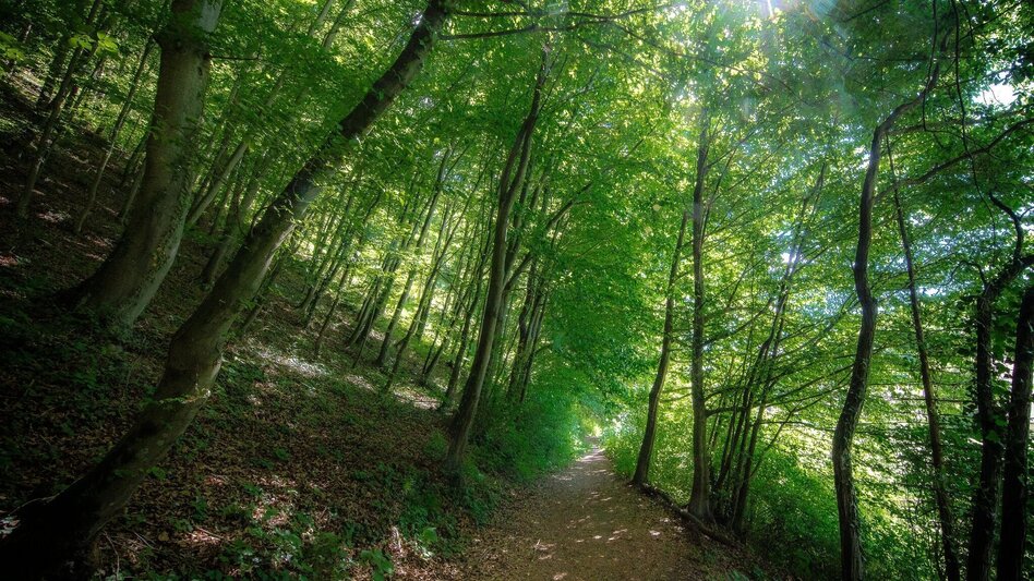 Wanderung Rein ist Vergnügen - Touren-Impression #2.6 | © Region Graz