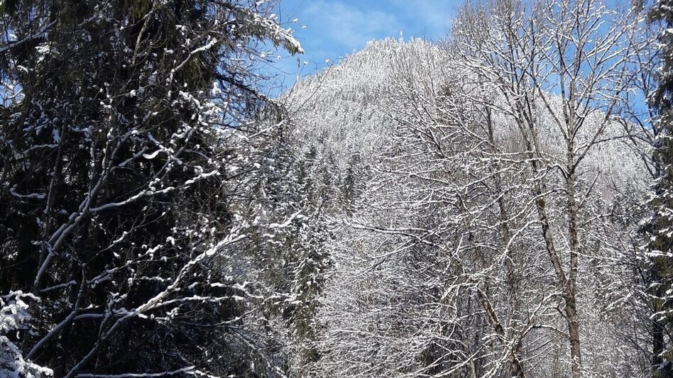Winter Hiking Winter hike from Bad Aussee to Grundlsee - Touren-Impression #2.7 | © Ausseerland