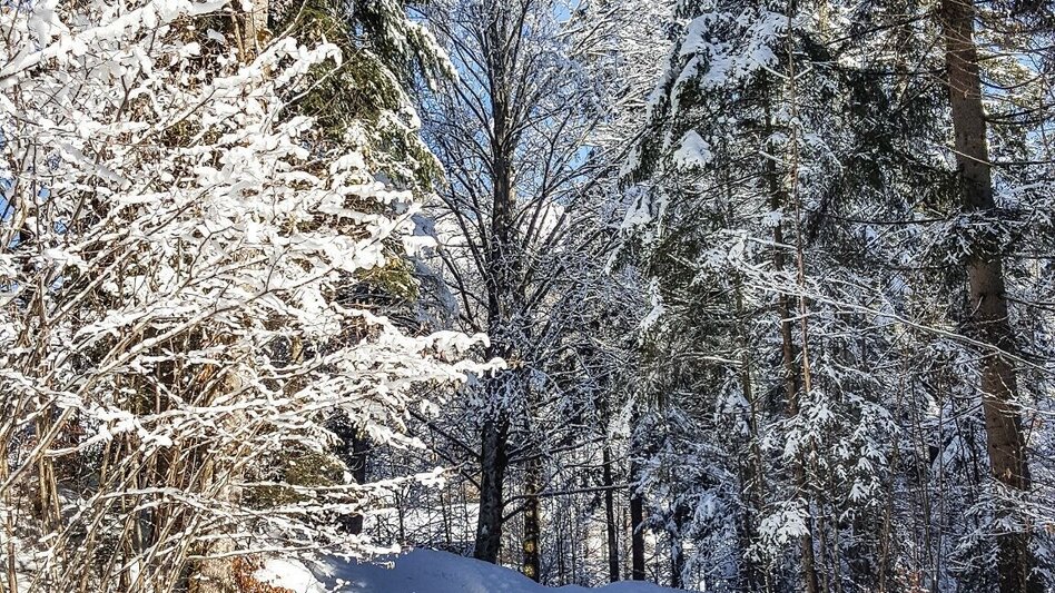 Winter Hiking Winter hike from Bad Aussee to Altaussee - Touren-Impression #2.8 | © Herbert Sams