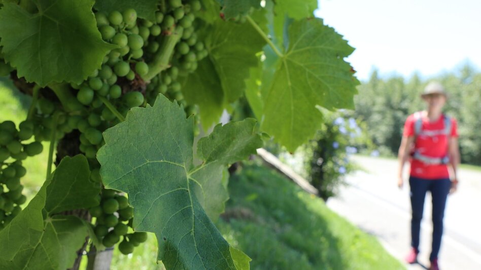 Theme path Flower trail (Blumenwanderweg) - Touren-Impression #2.4 | © Thermen- & Vulkanland