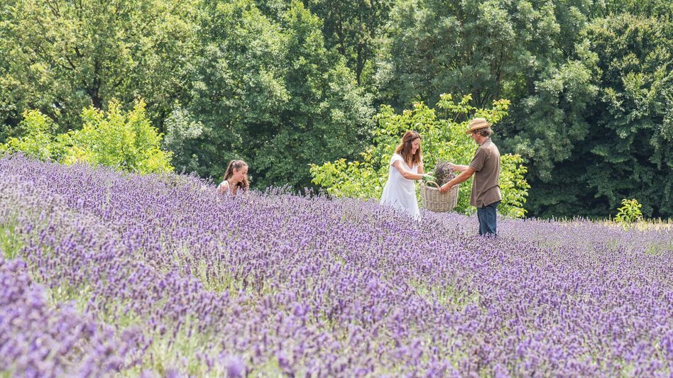 Theme path Flower trail (Blumenwanderweg) - Touren-Impression #2.3 | © Bad Waltersdorf